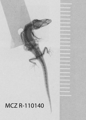 Media type: image;   Herpetology R-110140